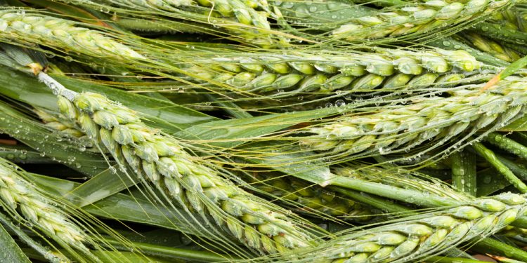 Tumbuhan Barley, sumber Healthify Me