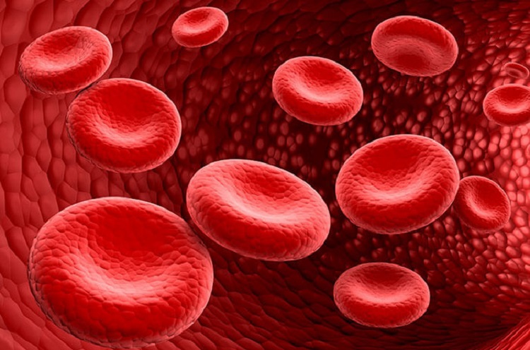Ilustrasi sel darah merah, Sumber : halodoc.com
